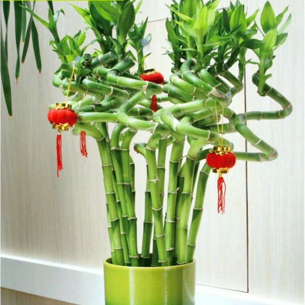 家里養(yǎng)什么綠植比較好 家里養(yǎng)什么綠植比較好