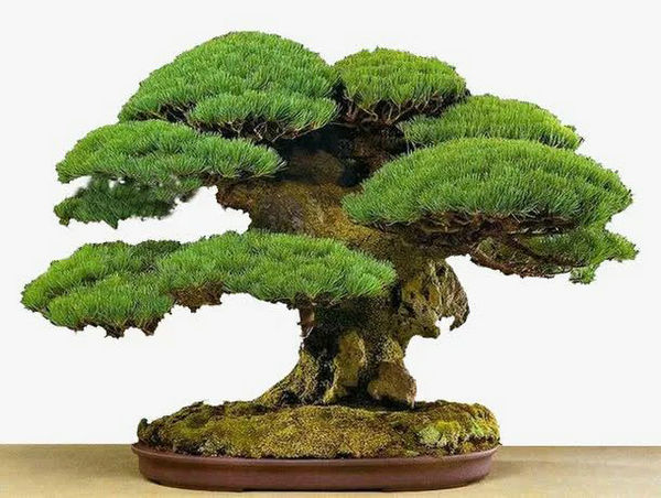 家里養(yǎng)什么綠植比較好 家里養(yǎng)什么綠植比較好